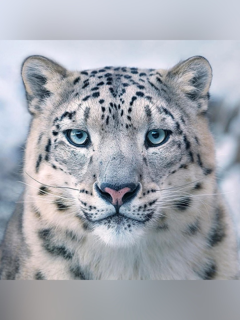 Unlisted inventory-Snow Leopard Cat-Live show